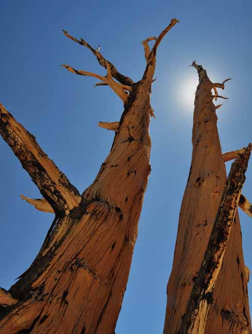 bristlecone